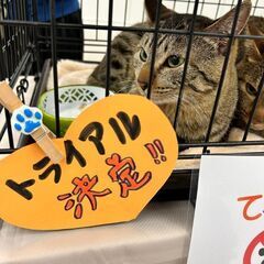 保護猫ちゃんの譲渡会 - 千葉市