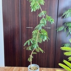 【取引中】エバーフレッシュ大型×3/120〜165cm/観葉植物