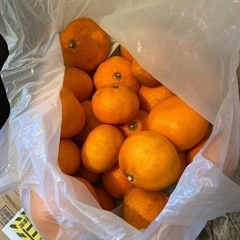みかん🍊