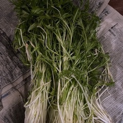 水菜