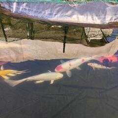 錦鯉