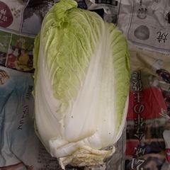白菜