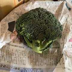 ブロッコリー