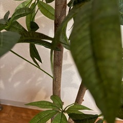観葉植物　フェイクグリーンの画像