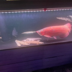 ポリプテルス14匹
