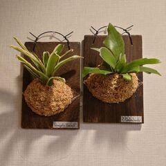 着生植物 板付け2点セット(ビカクシダ、ネオレゲリア)