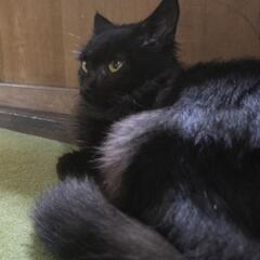 保護した猫ちゃんの里親さんになってください。 - 藤沢市
