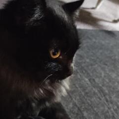 保護した猫ちゃんの里親さんになってください。