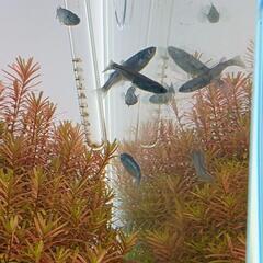 希少めだかのブルームーンの画像