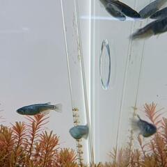 希少めだかのブルームーン