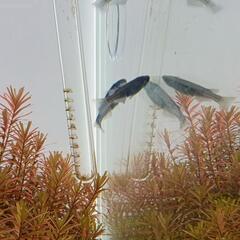 希少めだかのブルームーンの画像