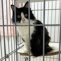 多頭飼育崩壊から保護しました🐱（仮名ナギサ）