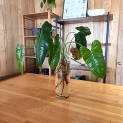 ✨ 新品・シンプルでおしゃれな円柱の花ビン ✨の画像