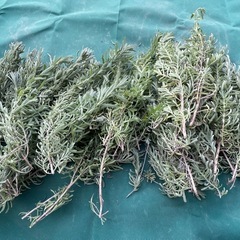 ラベンダーの枝(挿木用に)