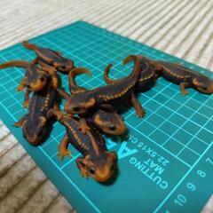 シャノラムイボイモリ