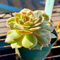 多肉植物♡エケベリア【オウンスロー❷】
