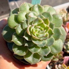 多肉植物♡エケベリア【オウンスロー❶】の画像