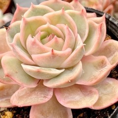 多肉植物♡エケベリア【オウンスロー❶】の画像