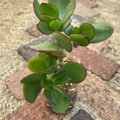 2個で500円　多肉植物　金のなる木　の画像