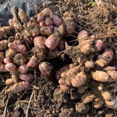畑の中で眠っている紅菊芋500gで500円