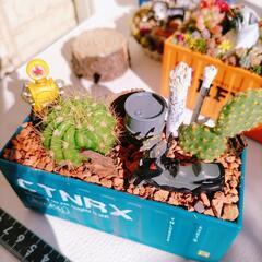 サボテンの寄せ植え　プレゼントにも！の画像
