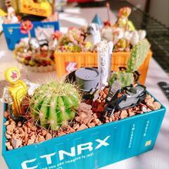 サボテンの寄せ植え　プレゼントにも！の画像