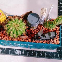 サボテンの寄せ植え　プレゼントにも！の画像