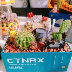 サボテンの寄せ植え　プレゼントにも！