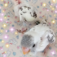 【スプリングセール中♪】セキセイインコ販売中です♪