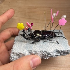 【トレード希望】紫紺ニジイロ　幼虫、卵の画像