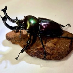 【トレード希望】紫紺ニジイロ　幼虫、卵