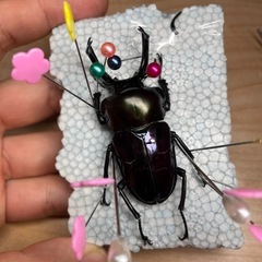 【トレード希望】紫紺ニジイロ　幼虫、卵の画像