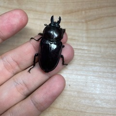 【トレード希望】紫紺ニジイロ　幼虫、卵の画像