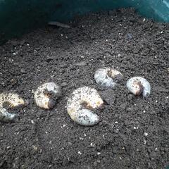 カブトムシの幼虫