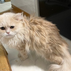 ミヌエットの1歳の男の子