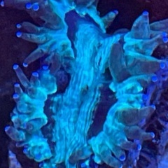 トランペットコーラルの画像