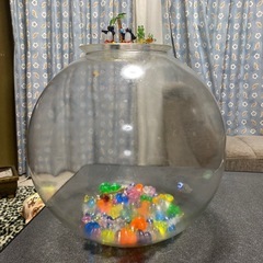 金魚鉢🙄