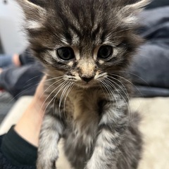子猫4匹【終了しました】