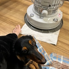 とっても懐っこいわんちゃん - 犬
