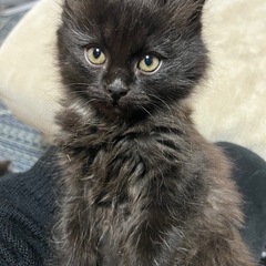 子猫【決まりました】