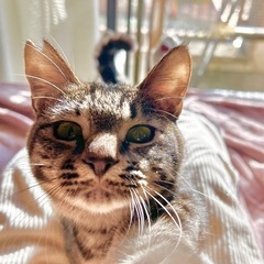 人懐っこキジ猫オス8ヶ月 - 大和郡山市