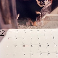 柴犬カレンダー2025年の画像