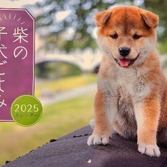 柴犬カレンダー2025年