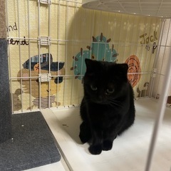 可愛い顔した小柄なメス猫♡ - 愛西市