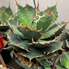 アガベ　宝珠　子株の画像