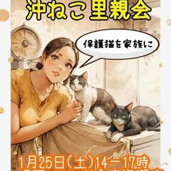 1月25日沖ねこ里親会開催！