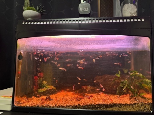 お魚さん