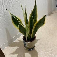 サンスベリア　観葉植物　🪴