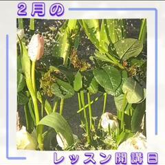 🌹【2月のレッスン開講日】🌹