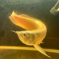 60CM水槽　シルバーアロワナ40〜50cm フルセットの画像